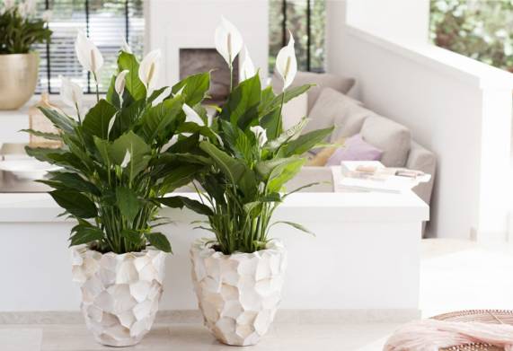 Mẹo chăm sóc cây Lan Ý trồng trong chậu luôn tươi tốt