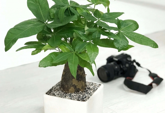 Mẹo chăm sóc để cây Kim Ngân luôn xanh tốt