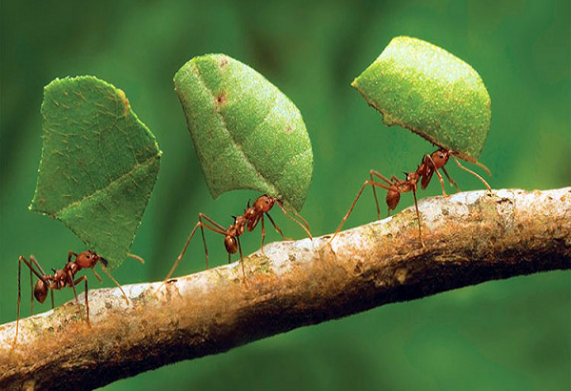 Mẹo đuổi kiến trong vườn hiệu quả bạn nên biết để bảo vệ cây trồng