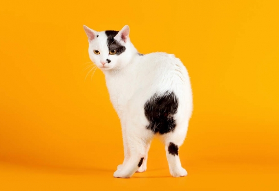 Giống mèo đuôi thỏ Bobtail 