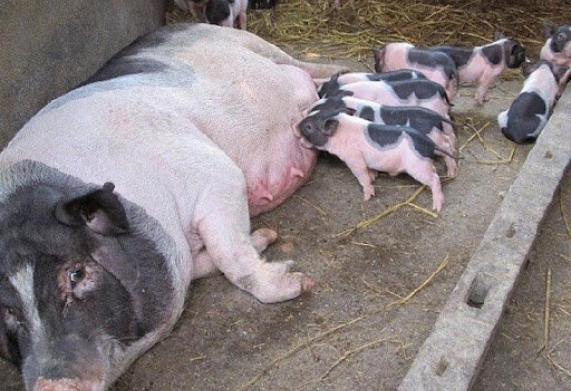 Mẹo kích thích cho lợn nái mau đẻ 