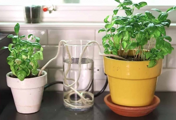 Mách bạn 3 mẹo tưới cây khi vắng nhà cực hay, dễ  thực hiện 