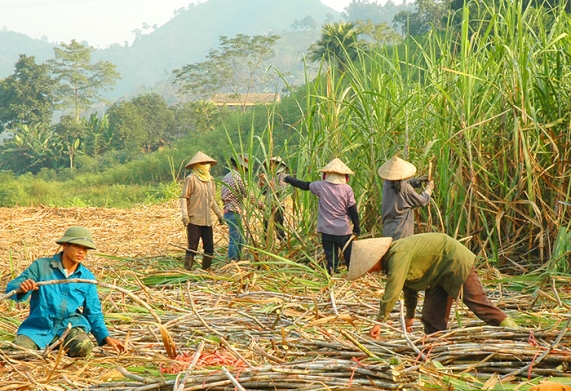 Giá đường của Việt Nam bắt đầu tiệm cận với các nước trong khu vực