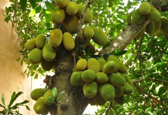 Nhu cầu dinh dưỡng và cách bón phân cho cây mít ruột đỏ