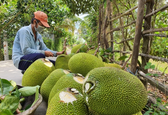 Giá mít Thái tại ĐBSCL giảm mạnh