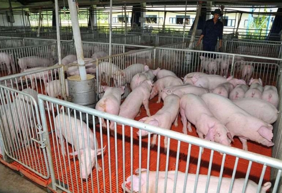 Mô hình chăn nuôi lợn hữu cơ hiệu quả