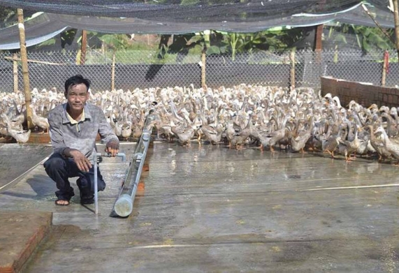 Mô hình làm giàu từ nuôi vịt đẻ siêu trứng