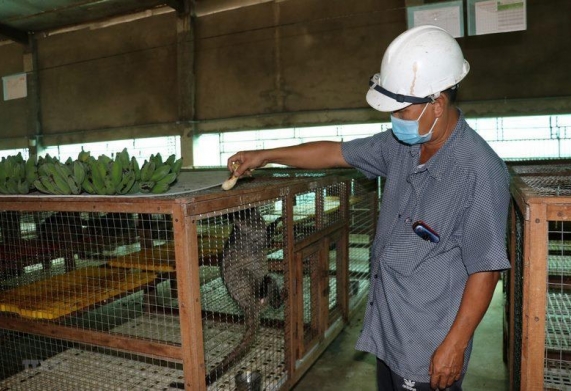 Câu chuyện chăn nuôi - mô hình khởi nghiệp từ nuôi chồn hương
