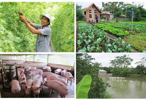 Quy trình phát triển mô hình nông nghiệp khép kín