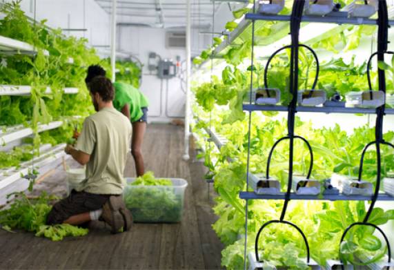 Những mô hình nông nghiệp mới, áp dụng công nghệ hiện đại trên thế giới