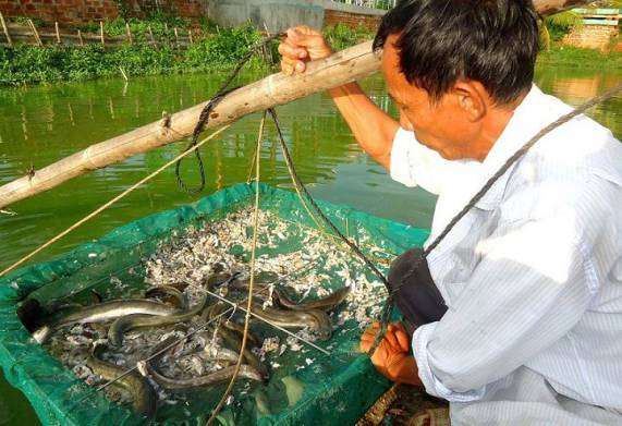 Xây dựng mô hình nuôi cá chình trong ao đất hiệu quả