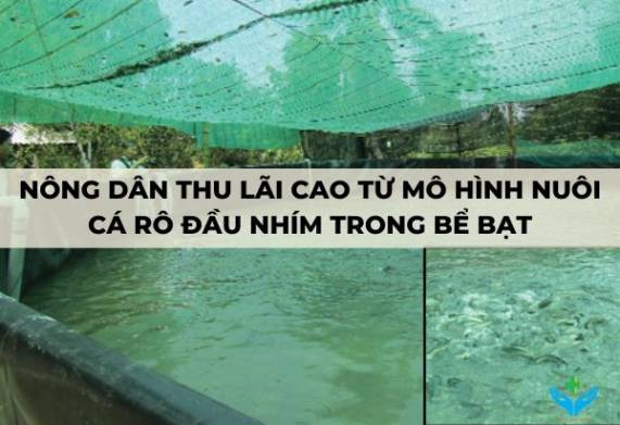 Nông dân thu lãi cao từ mô hình nuôi cá rô đầu nhím trong bể bạt