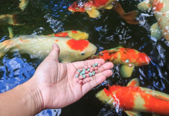 Mô hình nuôi cá cảnh làm giàu hiệu quả
