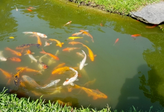 Mô hình nuôi cá Koi giống trong ao đất thu hiệu quả kinh tế cao