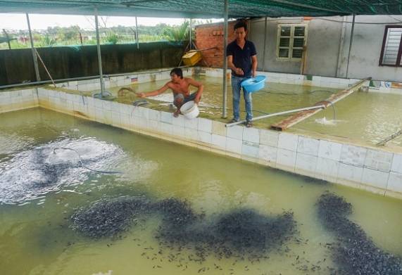 Xây dựng mô hình nuôi cá lóc đầu nhím hiệu quả