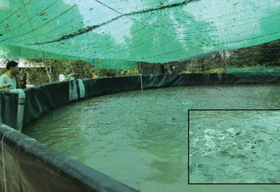 Xây dựng mô hình nuôi cá rô đầu nhím cho hiệu quả kinh tế cao