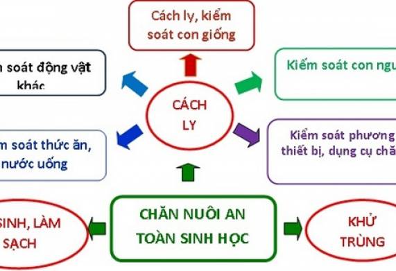 Mô hình nuôi lợn an toàn sinh học: Nguyên tắc và yêu cầu kỹ thuật 
