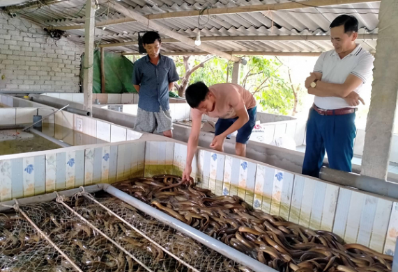 Xây dựng mô hình nuôi lươn thương phẩm cho thu nhập cao