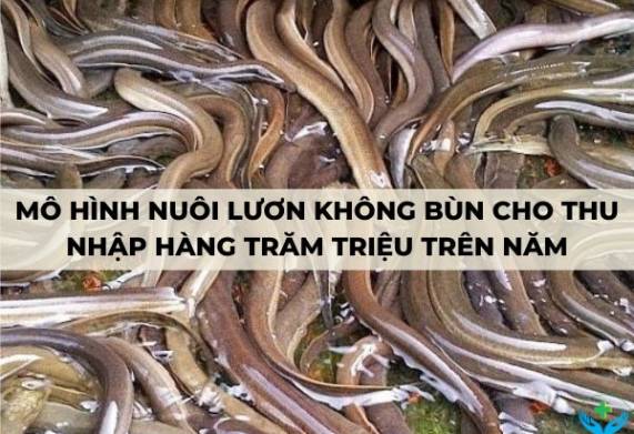 Mô hình nuôi lươn không bùn cho thu nhập hàng trăm triệu trên năm