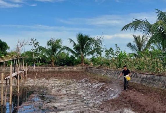 Làm giàu từ mô hình nuôi ốc nhồi của chàng trai 8x