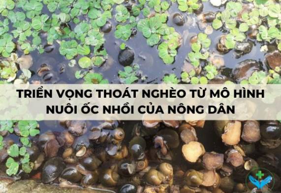 Triển vọng thoát nghèo từ mô hình nuôi ốc nhồi của nông dân