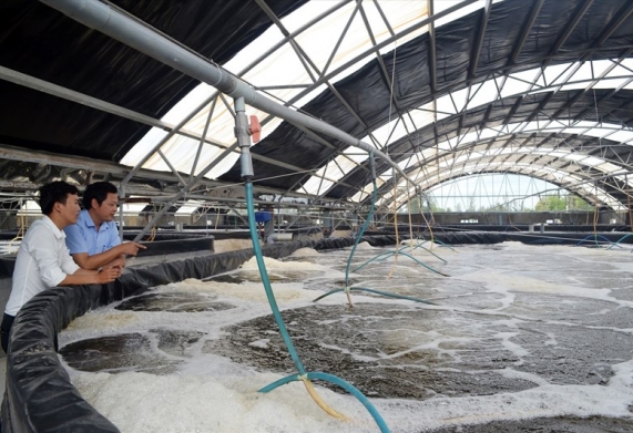 5 Mô hình nuôi tôm công nghệ cao - Nhà nông cần biết