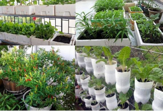 Tổng hợp những mô hình rau sạch tại nhà hiệu quả