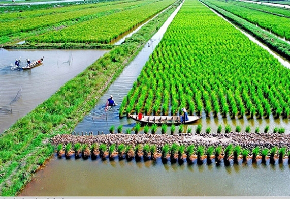 Mô hình tôm lúa theo tiêu chuẩn nông nghiệp hữu cơ, mở ra hướng đi bền vững cho bà con nông dân