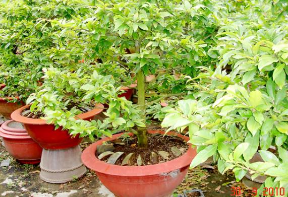 Mô hình trồng mai vàng bằng phương pháp nhân giống hữu tính và cách trồng mai xuống vườn