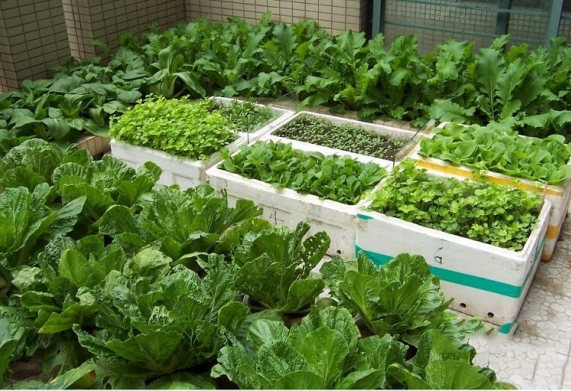 Thiết kế mô hình trồng rau sạch tại nhà trong thùng xốp