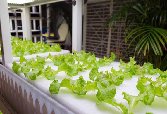 Các mô hình trồng rau sạch thủy canh tại nhà đơn giản, dễ thực hiện