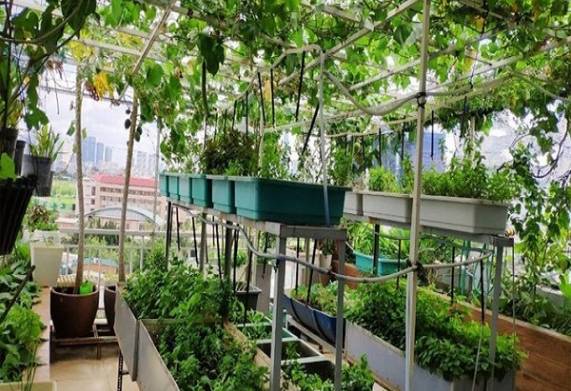 Thiết kế mô hình trồng rau sạch trên sân thượng hiệu quả