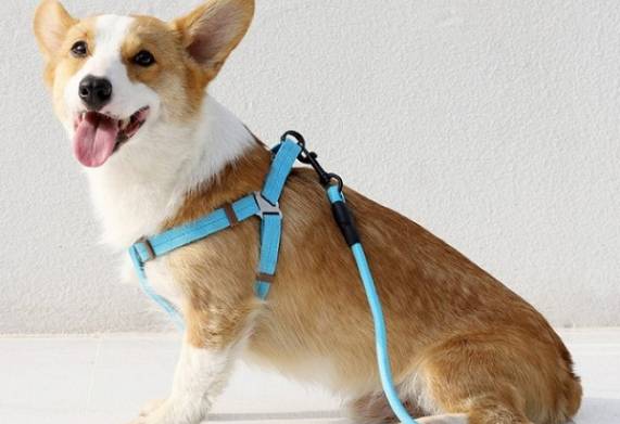 Những loại dây xích chó cảnh được yêu thích nhất