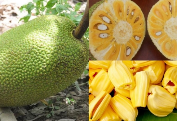 Cơ hội trở thành nhà cung cấp cho đơn hàng xuất khẩu mít sang thị trường Ai Cập