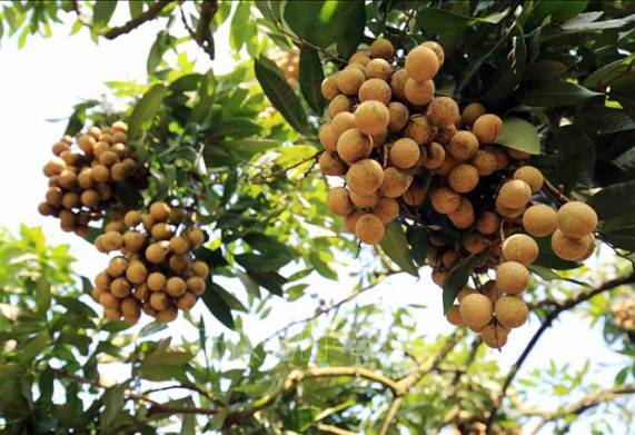 Nhãn Châu Thành chính thức bước vào vụ thu hoạch