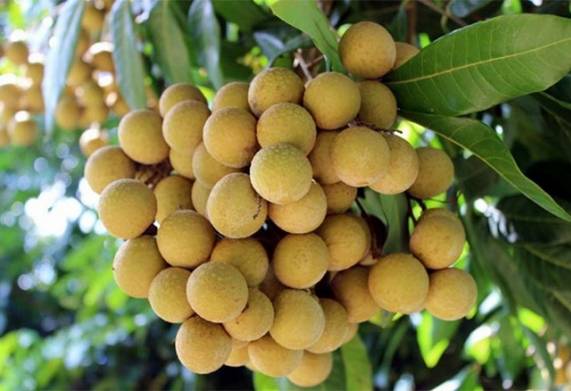 Nhãn da bò: Nguồn gốc, đặc điểm thực vật và sinh trưởng