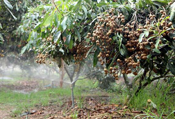 Cách trồng và chăm sóc cây nhãn da bò cho năng suất cao 
