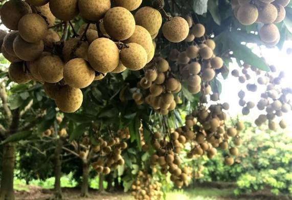 Nhãn Ido bao nhiêu 1kg? Cách chọn mua nhãn ngon