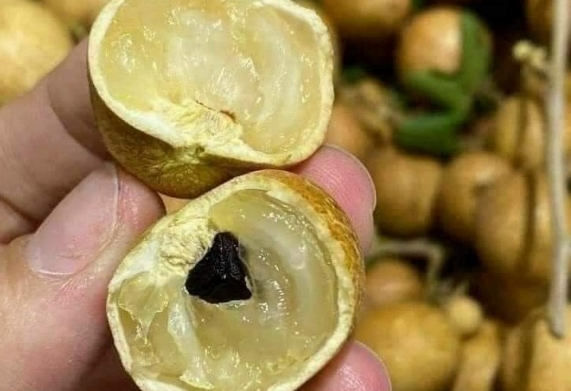 Giống nhãn da bò - Đặc điểm, điều kiện ngoại cảnh thích hợp để trồng nhãn da bò