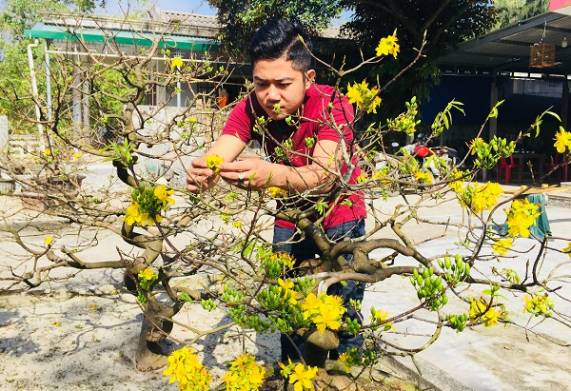 Cách chọn mai theo tiêu chí “nhất đế, nhì thân, tam cành, tứ nụ”