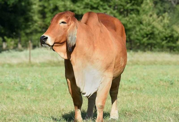 Nhu cầu dinh dưỡng bò Brahman