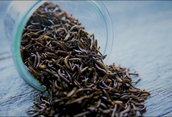 Nhu cầu dinh dưỡng của cá rồng: Cá rồng ăn gì, chế độ ăn phù hợp cho cá rồng