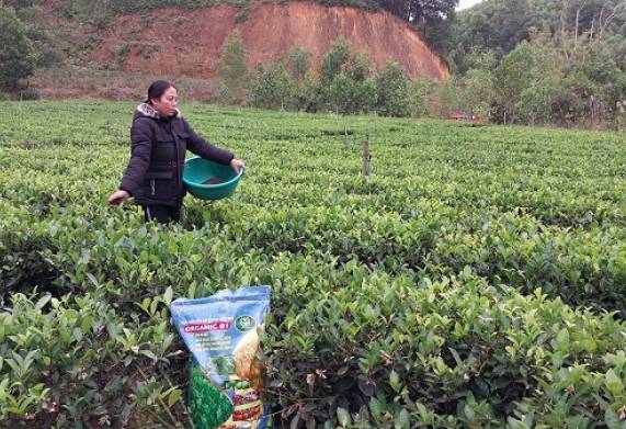Cách bón phân hợp lý để bổ sung đủ nhu cầu dinh dưỡng cho cây chè 