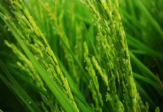 Nhu cầu dinh dưỡng của cây lúa