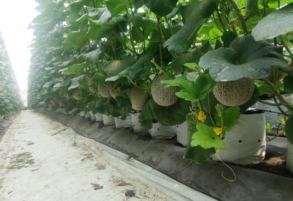Nhu cầu dinh dưỡng của cây dưa lưới và thiết kế chế độ phân bón cho cây dưa lưới trồng trong nhà màng
