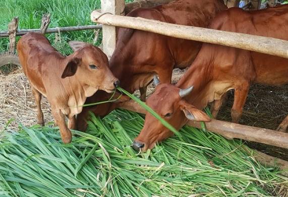 Nhu cầu dinh dưỡng của bò thịt và cách lựa chọn thức ăn giúp bò tăng trọng 