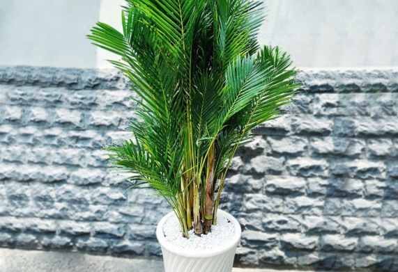 Nhu cầu dinh dưỡng cây cau vàng và cách bón phân cho cây phù hợp