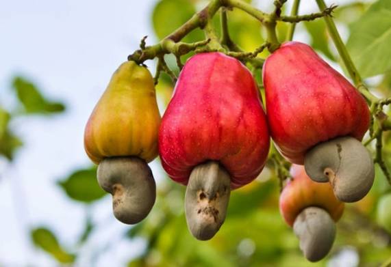 Nhu cầu dinh dưỡng của cây điều và kỹ thuật bón phân cho cây thời kỳ kinh doanh