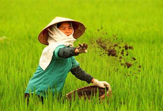 Nhu cầu dinh dưỡng của cây lúa và cách bón phân cho cây phù hợp