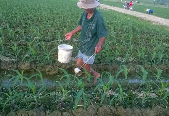 Nhu cầu dinh dưỡng của cây ngô và cách bón phân giúp cây phát triển tốt